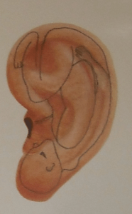 Ohrakupunktur - Embrio im Ohr
